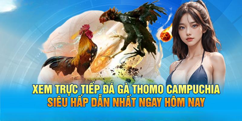 3 hình thức thi đấu chọi gà phổ biến tại 88CLB